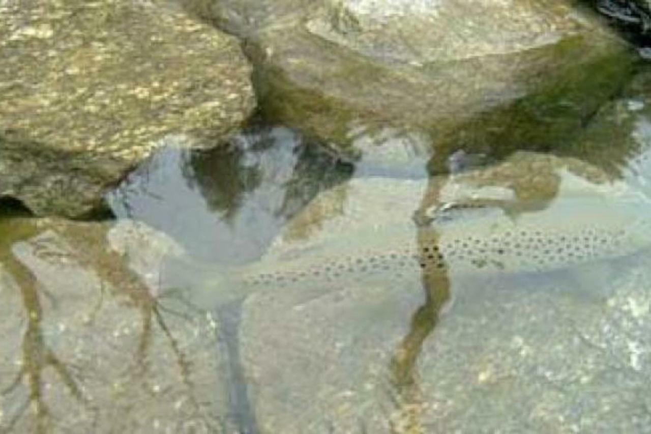 Il Bilocale Della Nonna Villa Locana Dış mekan fotoğraf